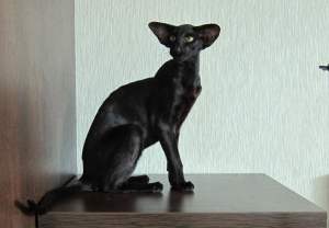 Dodatkowe zdjęcia: Czarny kot orientalny w ekstremalnym stylu