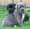 Zdjęcie №1. cane corso - na sprzedaż w Lisbon | 990zł | Zapowiedź №117805