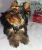 Zdjęcie №1. yorkshire terrier - na sprzedaż w Dnipro | 2101zł | Zapowiedź №13740