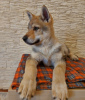Zdjęcie №2 do zapowiedźy № 37343 na sprzedaż  wilczak czechosłowacki - wkupić się Białoruś od żłobka, hodowca