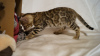 Zdjęcie №2 do zapowiedźy № 9308 na sprzedaż  kot bengalski - wkupić się Federacja Rosyjska prywatne ogłoszenie