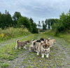 Zdjęcie №1. alaskan malamute - na sprzedaż w Delmenhorst | 963zł | Zapowiedź №123162