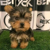 Zdjęcie №2 do zapowiedźy № 111383 na sprzedaż  yorkshire terrier - wkupić się USA prywatne ogłoszenie