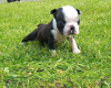 Zdjęcie №3. Urocze szczenięta Boston Terrier do bezpłatnej adopcji. Niemcy