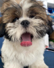 Zdjęcie №1. shih tzu - na sprzedaż w Warszawa | 1842zł | Zapowiedź №101127