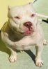 Zdjęcie №4. Sprzedam american bully w Belgrad. hodowca - cena - negocjowane