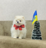 Zdjęcie №3. Sprzedam szczeniaka pomeraniana!. Ukraina