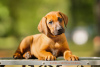 Zdjęcie №2 do zapowiedźy № 72846 na sprzedaż  rhodesian ridgeback - wkupić się Białoruś prywatne ogłoszenie