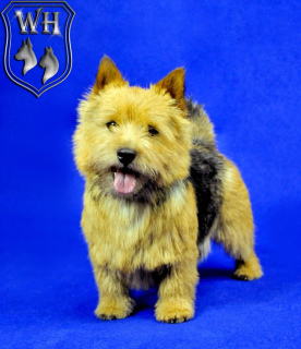 Zdjęcie №1. norwich terrier - na sprzedaż w Moskwa | Negocjowane | Zapowiedź №4474