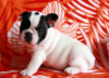 Zdjęcie №1. beagle (rasa psa) - na sprzedaż w Auxerre | Bezpłatny | Zapowiedź №8927