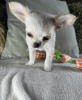 Dodatkowe zdjęcia: Chihuahua z głową jelenia