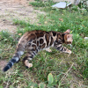 Zdjęcie №2 do zapowiedźy № 26772 na sprzedaż  kot bengalski - wkupić się Łotwa prywatne ogłoszenie, od żłobka, hodowca