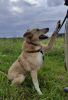 Zdjęcie №2 do zapowiedźy № 66698 na sprzedaż  pies nierasowy - wkupić się Federacja Rosyjska prywatne ogłoszenie