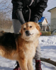 Zdjęcie №2 do zapowiedźy № 59928 na sprzedaż  pies nierasowy - wkupić się Federacja Rosyjska prywatne ogłoszenie