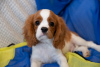 Zdjęcie №2 do zapowiedźy № 43859 na sprzedaż  cavalier king charles spaniel - wkupić się Estonia od żłobka