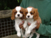 Zdjęcie №3. Sprzedam szczenięta rasy Cavalier King Charles. Niemcy