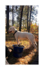 Dodatkowe zdjęcia: szczenięta rasowe Pit Bull Terrier (Stafford)