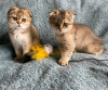 Zdjęcie №3. samce i samice kociąt Scottish Fold. Wielka Brytania