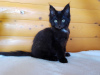 Dodatkowe zdjęcia: Czarny kociak Maine Coon z białym medalionem