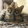 Zdjęcie №3. Sprzedam nowonarodzone kocięta Savannah F1, kocięta Africa Serval do adopcji. Austria