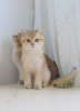 Zdjęcie №4. Sprzedam kot brytyjski krótkowłosy w Zaporoże. hodowca - cena - 2689zł