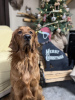 Zdjęcie №2 do zapowiedźy № 56606 na sprzedaż  golden retriever - wkupić się Niemcy prywatne ogłoszenie