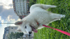 Zdjęcie №1. samojed (rasa psa) - na sprzedaż w Budapest | negocjowane | Zapowiedź №81227