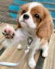 Zdjęcie №2 do zapowiedźy № 113000 na sprzedaż  cavalier king charles spaniel - wkupić się Finlandia prywatne ogłoszenie, hodowca