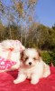 Zdjęcie №2 do zapowiedźy № 7850 na sprzedaż  pies nierasowy - wkupić się Federacja Rosyjska hodowca
