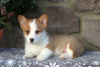 Zdjęcie №4. Sprzedam welsh corgi w Hersonissos.  - cena - 1632zł