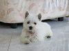 Zdjęcie №2 do zapowiedźy № 84888 na sprzedaż  west highland white terrier - wkupić się Serbia hodowca