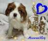 Dodatkowe zdjęcia: SZCZENIĘTA Cavalier King Charles Spaniel