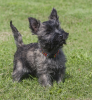 Zdjęcie №1. cairn terrier - na sprzedaż w Stockholm | negocjowane | Zapowiedź №113211