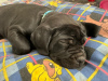 Zdjęcie №1. cane corso - na sprzedaż w Nowy Jork | 2773zł | Zapowiedź №103348