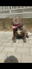 Zdjęcie №1. american bully - na sprzedaż w Mladenovac | negocjowane | Zapowiedź №100935