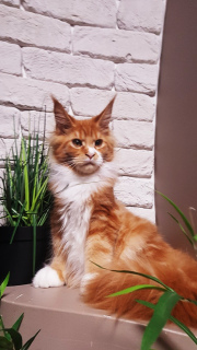 Zdjęcie №4. Sprzedam maine coon w Charków. od żłobka - cena - Negocjowane