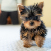 Zdjęcie №2 do zapowiedźy № 115797 na sprzedaż  yorkshire terrier - wkupić się Niemcy od żłobka, ze schronu, hodowca