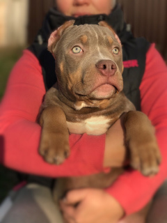 Dodatkowe zdjęcia: American Bully Puppies