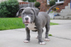 Zdjęcie №1. american bully - na sprzedaż w Bulandzeni | negocjowane | Zapowiedź №122102