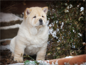 Zdjęcie №2 do zapowiedźy № 4792 na sprzedaż  chow-chow - wkupić się Federacja Rosyjska hodowca