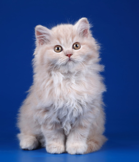 Zdjęcie №2 do zapowiedźy № 4033 na sprzedaż  kot brytyjski długowłosy - wkupić się Federacja Rosyjska od żłobka