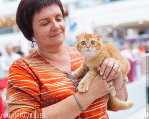 Zdjęcie №1. scottish straight, scottish fold - na sprzedaż w Kaługa | 1210zł | Zapowiedź № 2932