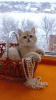 Zdjęcie №2 do zapowiedźy № 32290 na sprzedaż  kot brytyjski krótkowłosy - wkupić się Kanada prywatne ogłoszenie
