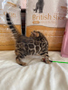 Zdjęcie №4. Sprzedam kot bengalski w Неаполь. prywatne ogłoszenie, od żłobka, hodowca - cena - negocjowane
