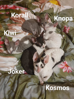 Zdjęcie №4. Sprzedam kot cornish rex w Moskwa. od żłobka, hodowca - cena - 1925zł