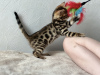 Zdjęcie №4. Sprzedam kot bengalski w Birmingham. prywatne ogłoszenie, od żłobka, hodowca - cena - negocjowane
