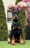 Dodatkowe zdjęcia: Doberman szczenięta na sprzedaż