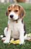 Zdjęcie №1. beagle (rasa psa) - na sprzedaż w Berlin | 419zł | Zapowiedź №100239