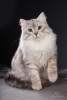 Zdjęcie №2 do zapowiedźy № 6598 na sprzedaż  kot syberyjski - wkupić się Federacja Rosyjska 