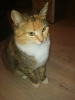 Dodatkowe zdjęcia: Słoneczny kot Mixi. Aż trzy kilogramy pozytywności.